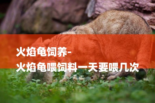 火焰龜飼養-
火焰龜喂飼料一天要喂幾次