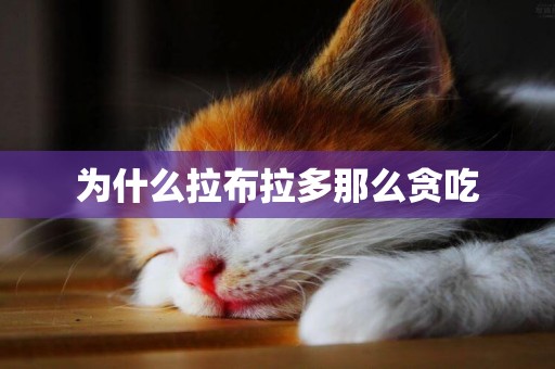 為什么拉布拉多那么貪吃