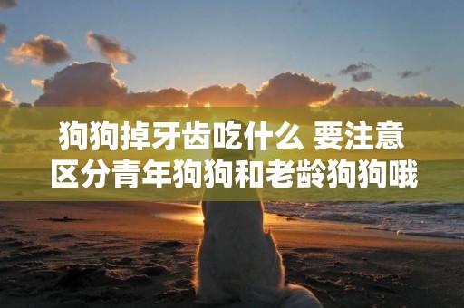 狗狗掉牙齒吃什么 要注意區分青年狗狗和老齡狗狗哦！