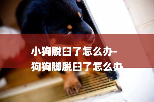小狗脫臼了怎么辦-
狗狗腳脫臼了怎么辦