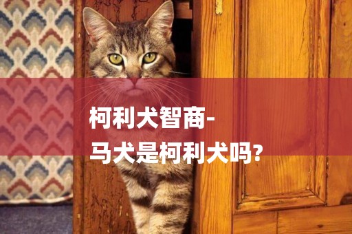 柯利犬智商-
馬犬是柯利犬嗎?