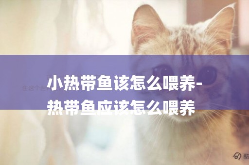 小熱帶魚該怎么喂養-
熱帶魚應該怎么喂養