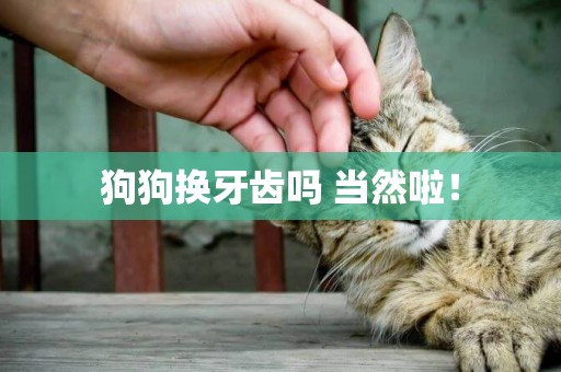 狗狗換牙齒嗎 當然啦！