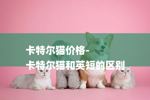 卡特爾貓價格-
卡特爾貓和英短的區別