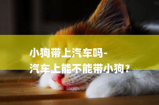 小狗帶上汽車嗎-
汽車上能不能帶小狗？