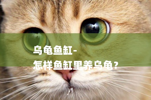 烏龜魚缸-
怎樣魚缸里養烏龜？