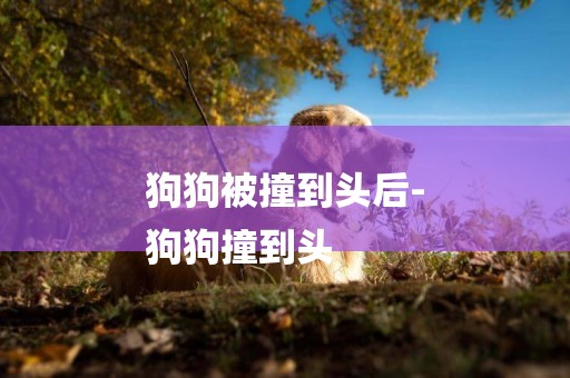 狗狗被撞到頭后-
狗狗撞到頭