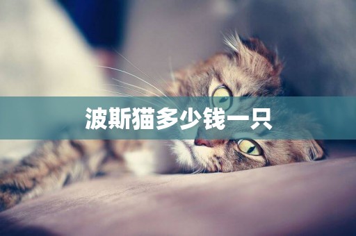 波斯貓多少錢一只