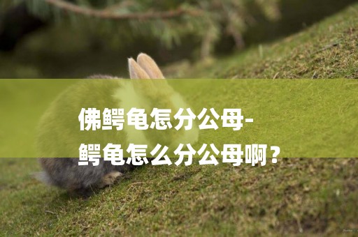 佛鱷龜怎分公母-
鱷龜怎么分公母啊？