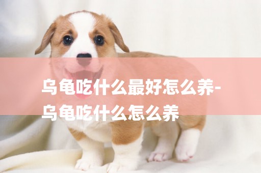 烏龜吃什么最好怎么養-
烏龜吃什么怎么養