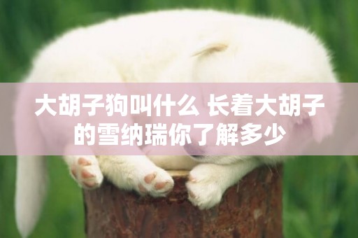 大胡子狗叫什么 長著大胡子的雪納瑞你了解多少