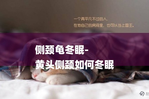 側頸龜冬眠-
黃頭側頸如何冬眠