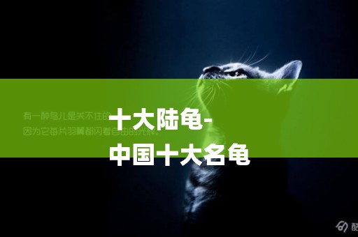 十大陸龜-
中國十大名龜