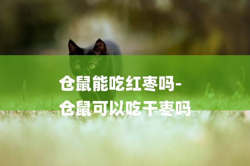 倉鼠能吃紅棗嗎-
倉鼠可以吃干棗嗎