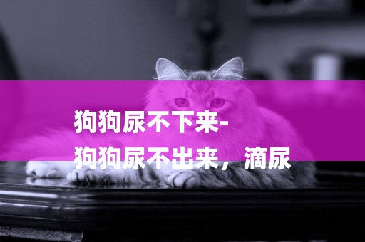 狗狗尿不下來-
狗狗尿不出來，滴尿
