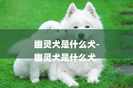 幽靈犬是什么犬-
幽靈犬是什么犬