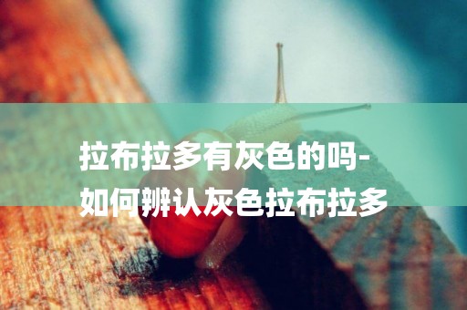 拉布拉多有灰色的嗎-
如何辨認灰色拉布拉多