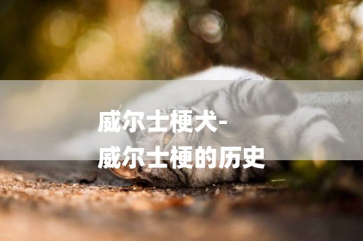 威爾士梗犬-
威爾士梗的歷史