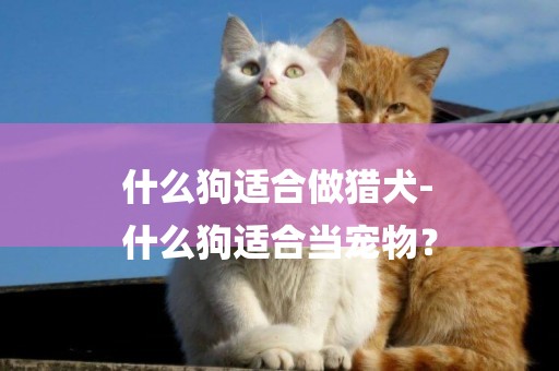 什么狗適合做獵犬-
什么狗適合當寵物？