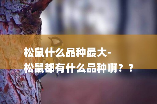 松鼠什么品種最大-
松鼠都有什么品種啊？？
