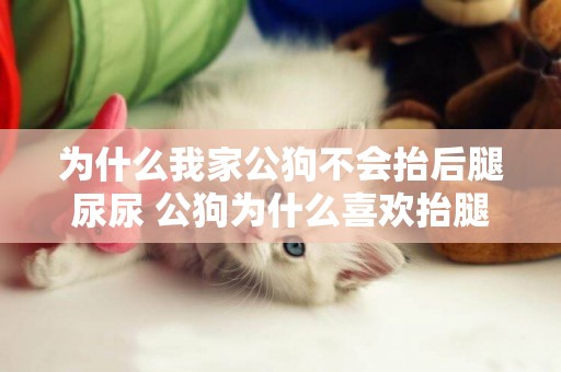 為什么我家公狗不會抬后腿尿尿 公狗為什么喜歡抬腿尿尿