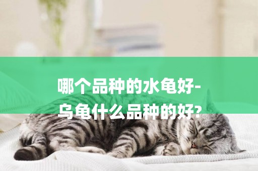 哪個品種的水龜好-
烏龜什么品種的好?