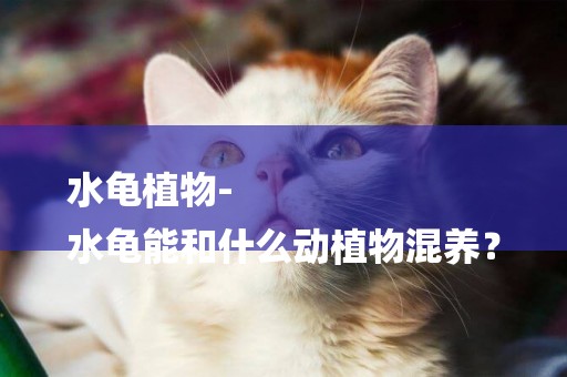 水龜植物-
水龜能和什么動植物混養？