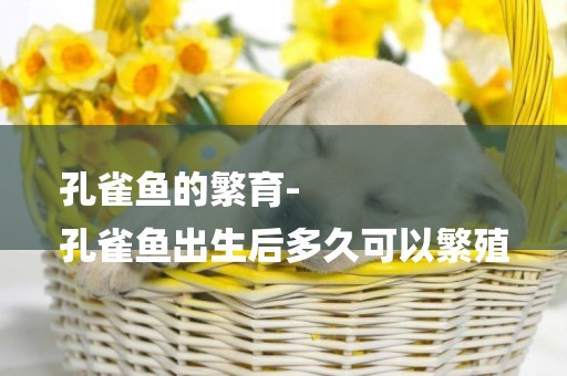 孔雀魚的繁育-
孔雀魚出生后多久可以繁殖