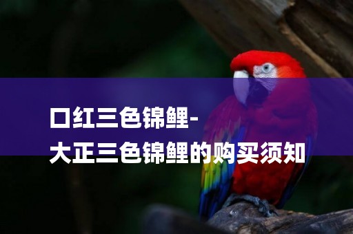 口紅三色錦鯉-
大正三色錦鯉的購買須知