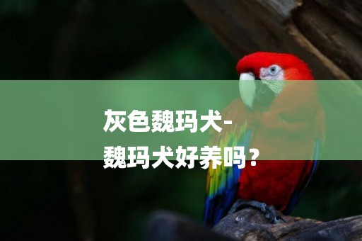 灰色魏瑪犬-
魏瑪犬好養嗎？
