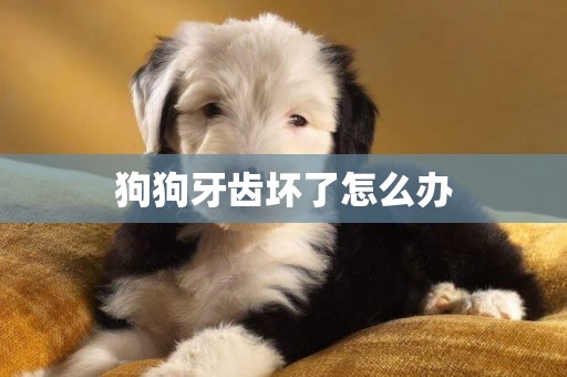 狗狗牙齒壞了怎么辦