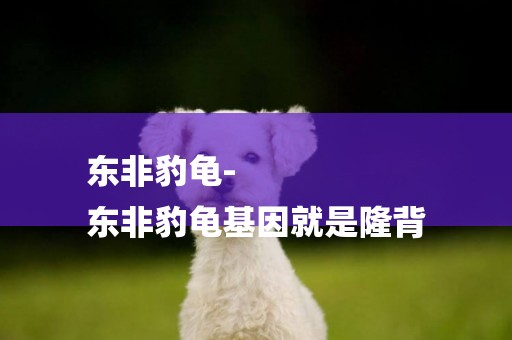 東非豹龜-
東非豹龜基因就是隆背