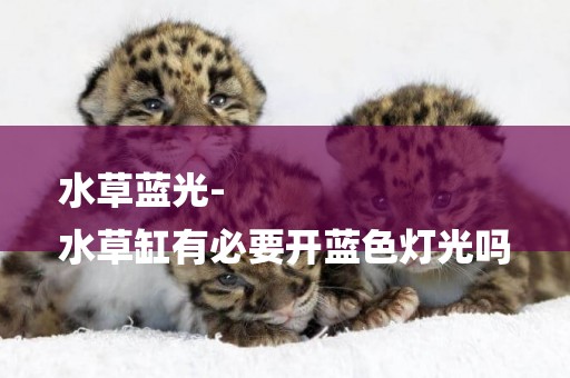 水草藍光-
水草缸有必要開藍色燈光嗎