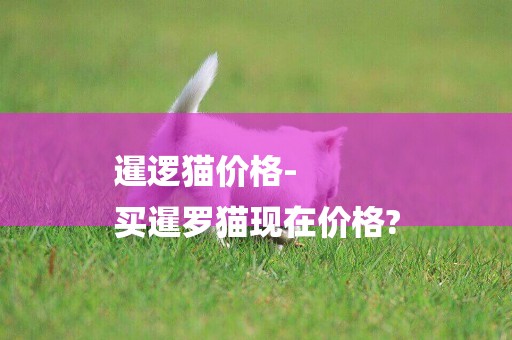 暹邏貓價格-
買暹羅貓現在價格?