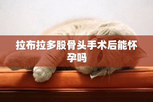拉布拉多股骨頭手術后能懷孕嗎