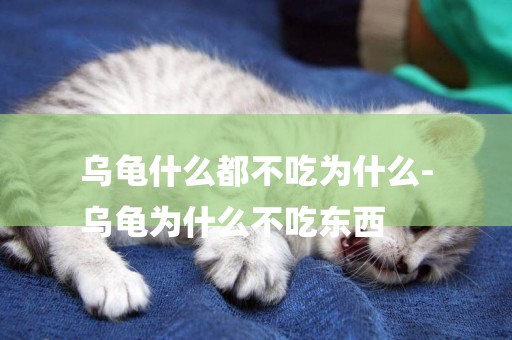 烏龜什么都不吃為什么-
烏龜為什么不吃東西