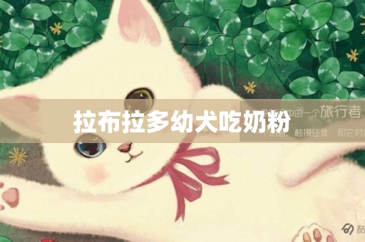 拉布拉多幼犬吃奶粉