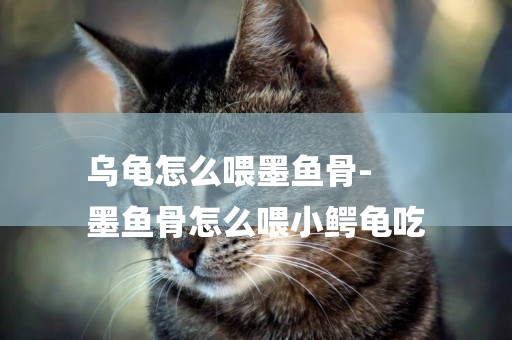 烏龜怎么喂墨魚骨-
墨魚骨怎么喂小鱷龜吃