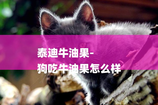 泰迪牛油果-
狗吃牛油果怎么樣