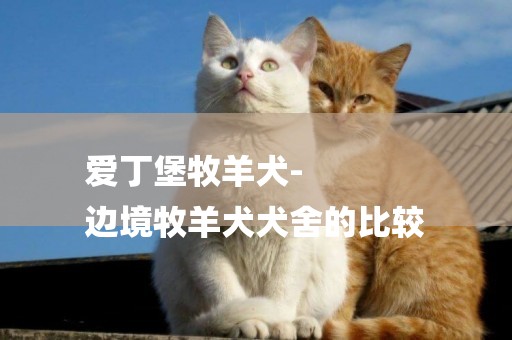 愛丁堡牧羊犬-
邊境牧羊犬犬舍的比較