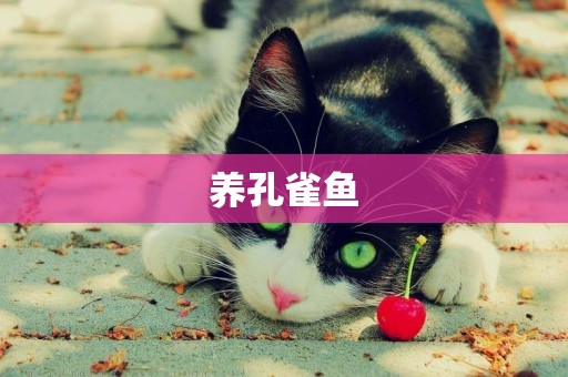 養孔雀魚