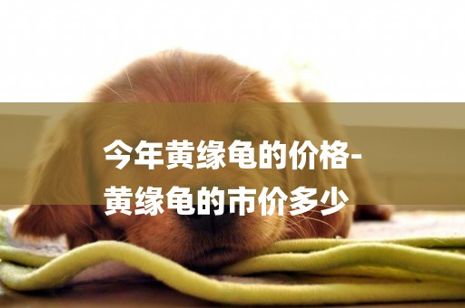 今年黃緣龜的價格-
黃緣龜的市價多少