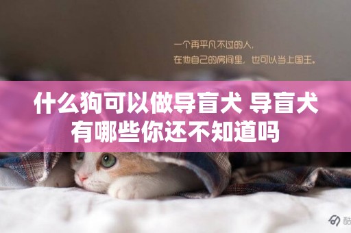 什么狗可以做導盲犬 導盲犬有哪些你還不知道嗎