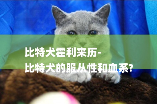 比特犬霍利來歷-
比特犬的服從性和血系?