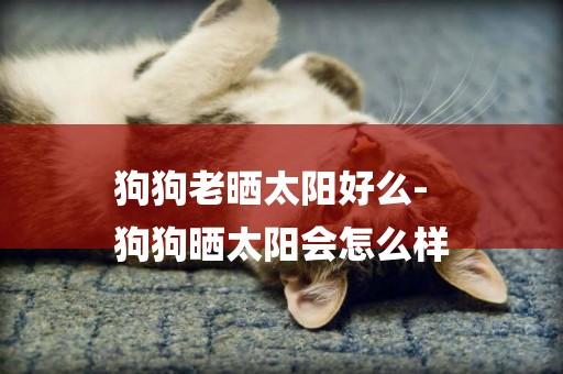 狗狗老曬太陽好么-
狗狗曬太陽會怎么樣