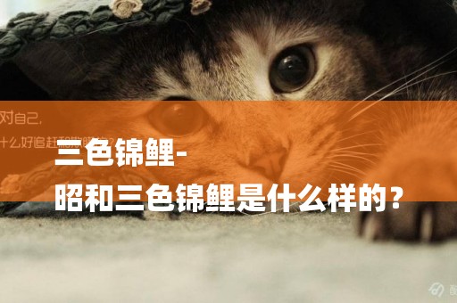 三色錦鯉-
昭和三色錦鯉是什么樣的？