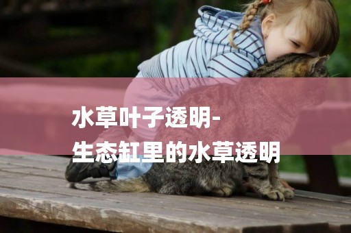 水草葉子透明-
生態缸里的水草透明