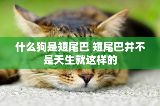 什么狗是短尾巴 短尾巴并不是天生就這樣的