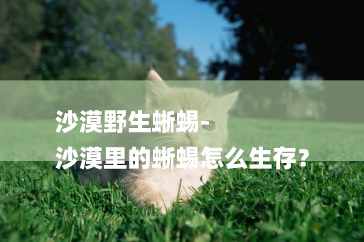 沙漠野生蜥蜴-
沙漠里的蜥蜴怎么生存？