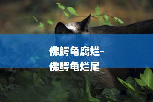 佛鱷龜腐爛-
佛鱷龜爛尾